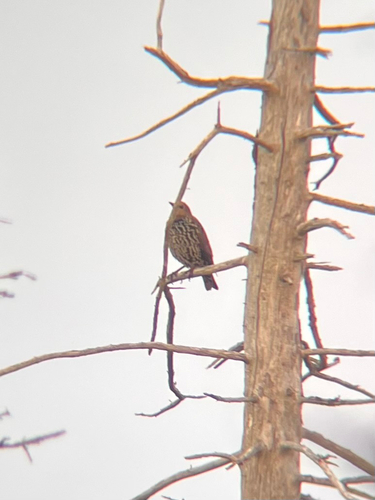 European Starling