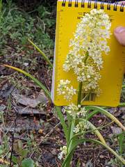 Toxicoscordion exaltatum