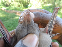 Taphozous perforatus
