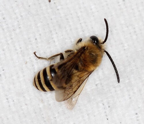 Ivy Cellophane Bee