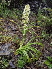 Toxicoscordion exaltatum