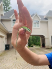Anolis carolinensis