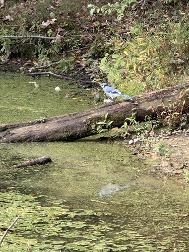Blue Jay
