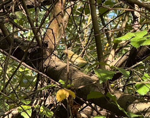 Common Chiffchaff