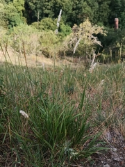 Melica transsilvanica