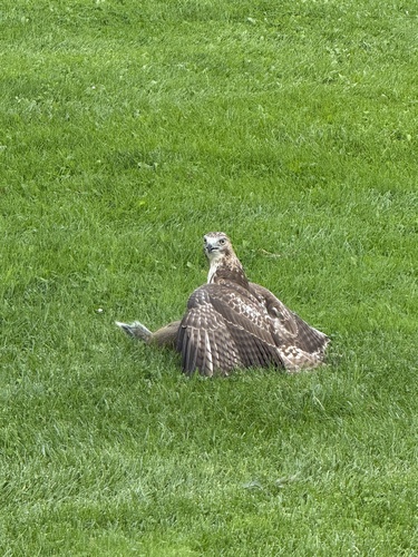 Red-tailed Hawk
