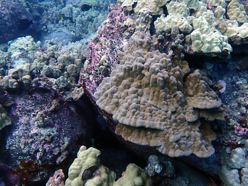 Porites evermanni observed 2026-09-10