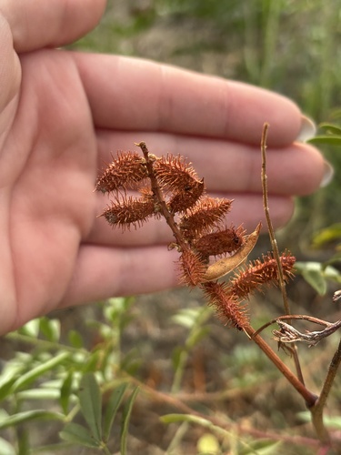Wild Licorice