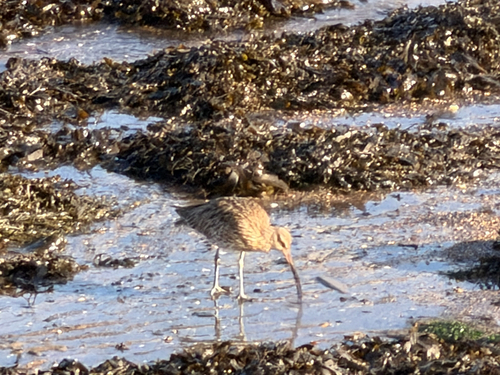 Eurasian Curlew