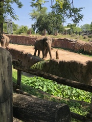 Elephantidae