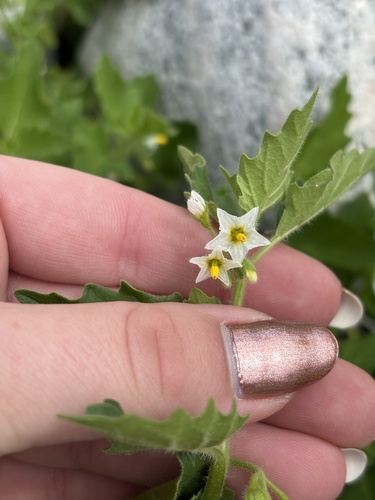 green nightshade