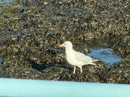European Herring Gull