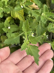 (c) Sara Niemuth, some rights reserved (CC BY) Solanum nitidibaccatum, photograph (c) Sara Niemuth, some rights reserved (CC BY)