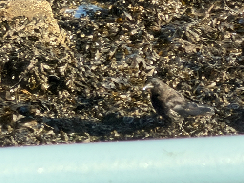 Carrion Crow