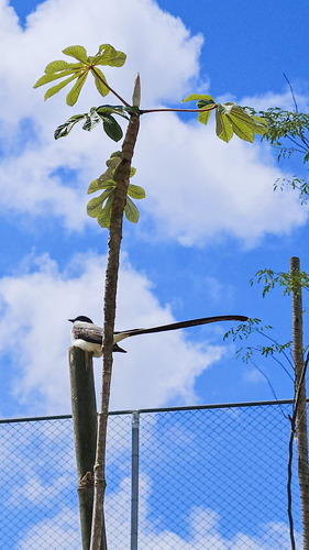 Fork-tailed Flycatcher