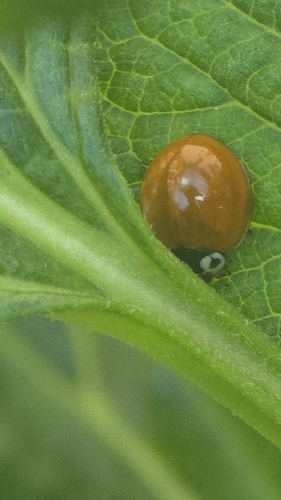 Spotless Lady Beetle