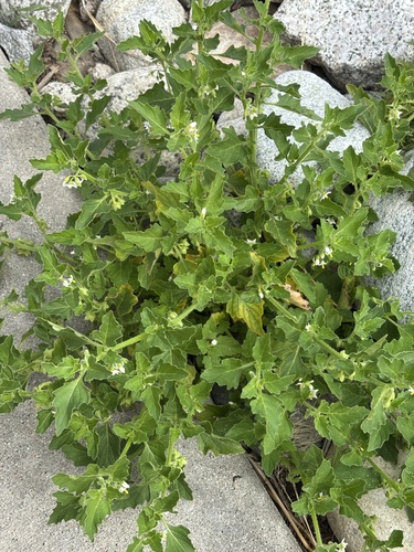 Solanum nitidibaccatum, photograph 5