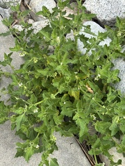 (c) Sara Niemuth, some rights reserved (CC BY) Solanum nitidibaccatum, photograph (c) Sara Niemuth, some rights reserved (CC BY)