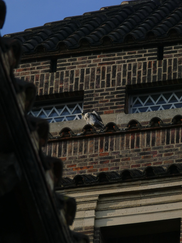 Peregrine Falcon