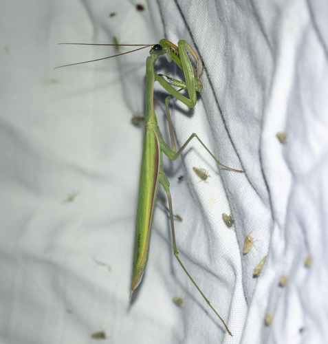European Mantis