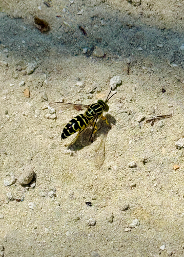 Stictia signata