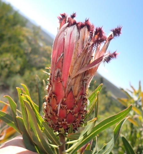 Protea neriifolia, photograph 3