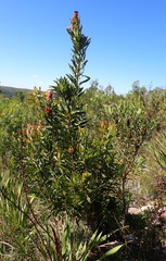 Protea neriifolia, photograph (c) Nicola van Berkel, some rights reserved (CC BY-SA)