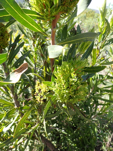 Protea neriifolia, photograph 4