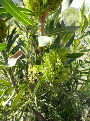 Protea neriifolia, photograph (c) Nicola van Berkel, some rights reserved (CC BY-SA)