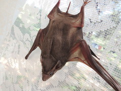 Taphozous perforatus