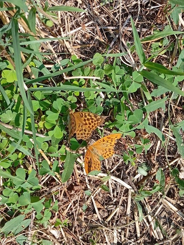 Silver-washed Fritillary