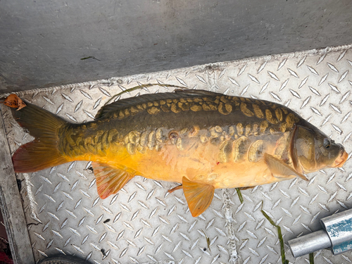 European Carp