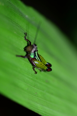 Othnacris surdaster