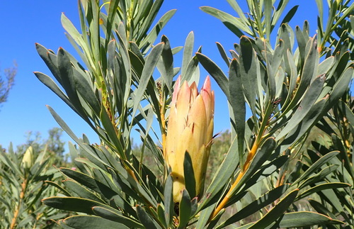 Protea repens, photograph 5