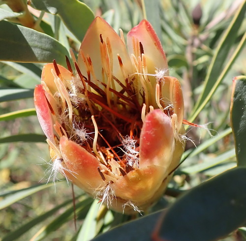 Protea repens, photograph 4