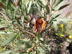 Protea repens, photograph (c) Nicola van Berkel, some rights reserved (CC BY-SA)