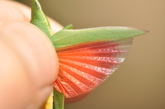 Schulthessia biplagiata