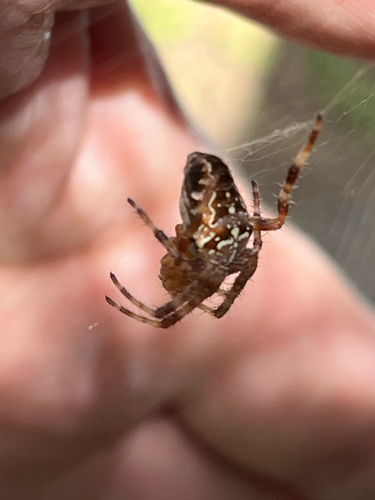 Cross Orbweaver