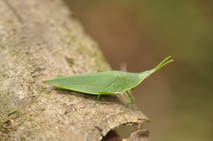 Schulthessia biplagiata