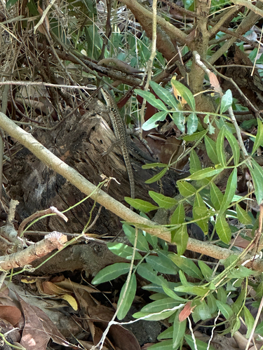 Italian Wall Lizard