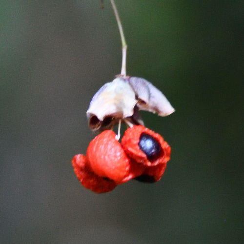 Warty-barked Spindle