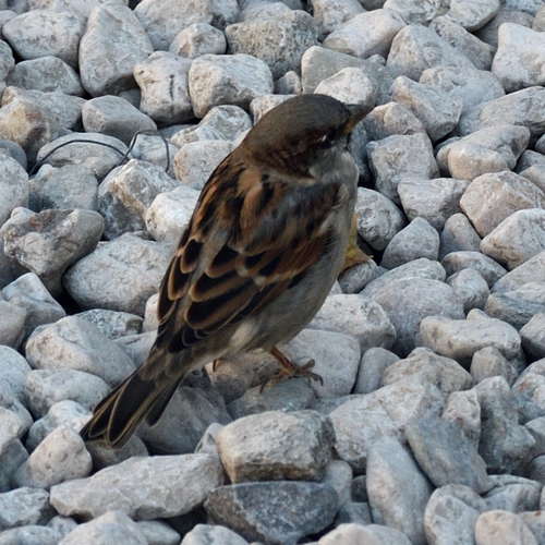 House Sparrow