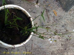 Sagittaria trifolia