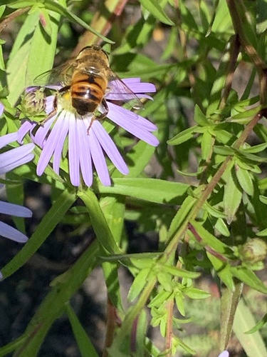 Common Drone Fly