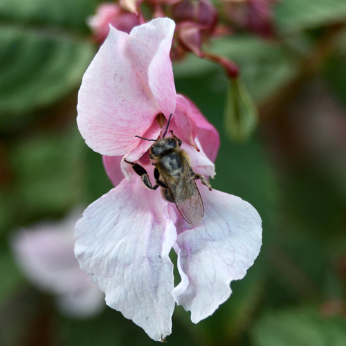 Western Honey Bee