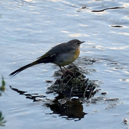 Grey Wagtail