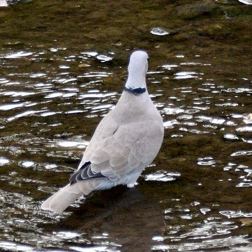 Eurasian Collared-Dove