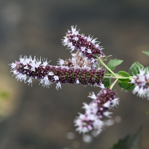 Horse Mint
