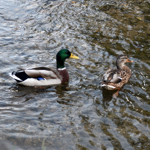 Mallard