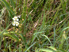 Sagittaria trifolia